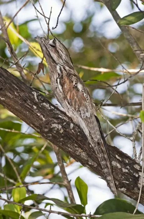 Framed Print : Northern Potoo. A nocturnal bird belonging to the potoo family. San Blas Mexico in March Framed Print : Northern Potoo. A nocturnal bird belonging to the potoo family. San Blas Mexico in March