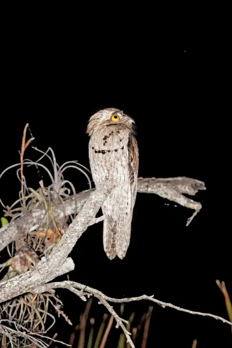 Framed Print : Northern Potoo. A nocturnal bird belonging to the potoo family. San Blas Mexico in March Framed Print : Northern Potoo. A nocturnal bird belonging to the potoo family. San Blas Mexico in March
