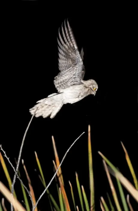 Framed Print : Northern Potoo. A nocturnal bird belonging to the potoo family. San Blas Mexico in March Framed Print : Northern Potoo. A nocturnal bird belonging to the potoo family. San Blas Mexico in March