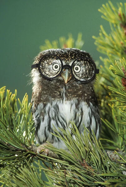 Northern Pygmy Owl, close-up on branch wearing glasses Dist. South Alaska to Guatamala