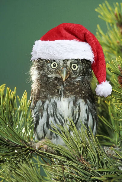 Northern Pygmy Owl, close-up on branch wearing Christmas hat Dist. South Alaska to Guatamala