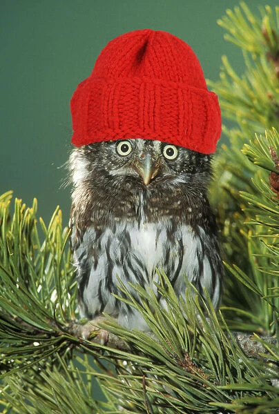 Northern Pygmy Owl, close-up on branch wearing red woolly hat