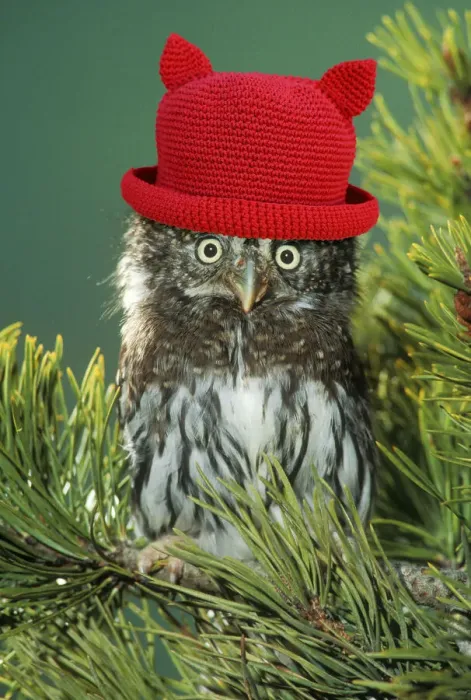 Framed Print : Northern Pygmy Owl, close-up on branch wearing red hat with ears Framed Print : Northern Pygmy Owl, close-up on branch wearing red hat with ears