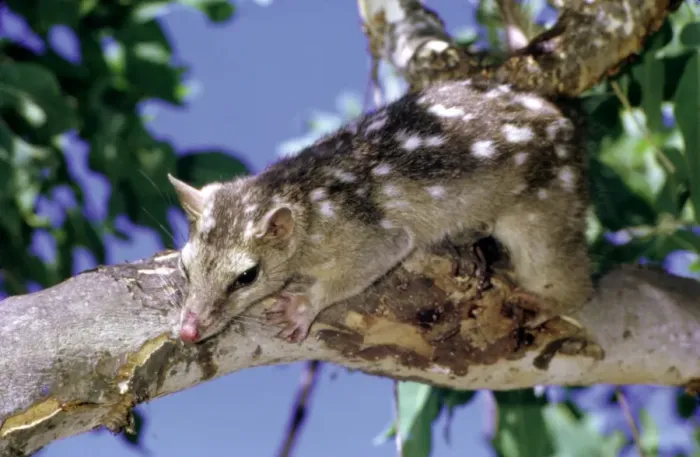 Framed Print : Northern quoll (Dasyurus hallucatus) in tree. Kakadu National Park (World Heritage Area), Northern Territory, Australia