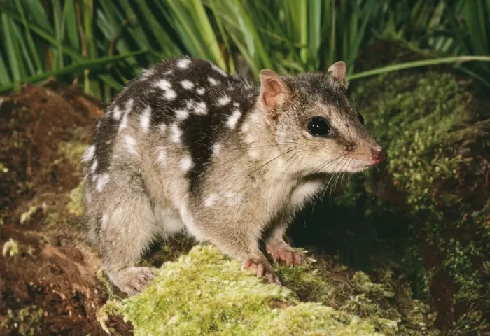 Framed Print : Northern Quoll HB 2663 Mareebe, North Quensland Australia Dasyurus hallucatus © Hans & judy Beste / ARDEA LONDON Framed Print : Northern Quoll HB 2663 Mareebe, North Quensland Australia Dasyurus hallucatus © Hans & judy Beste / ARDEA LONDON