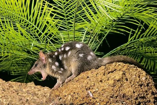 Northern Quoll - with mouth wide open, Northern Australia JPF28936