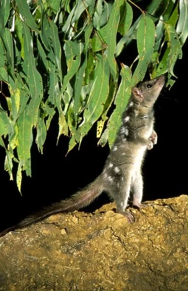 Northern Quoll - Stretched - standing on hind legs, Northern Australia JPF28985