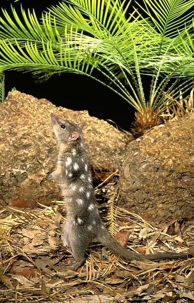 Northern Quoll - Stretched - standing on hind legs - Northern Australia JPF28984