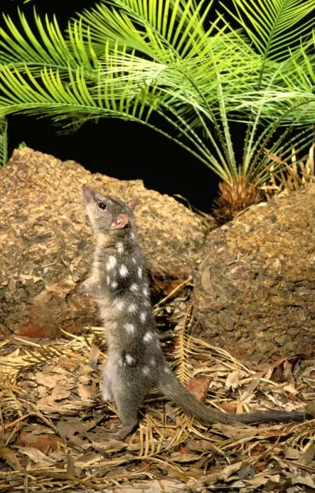 Framed Print : Northern Quoll - Stretched - standing on hind legs - Northern Australia JPF28984 Framed Print : Northern Quoll - Stretched - standing on hind legs - Northern Australia JPF28984