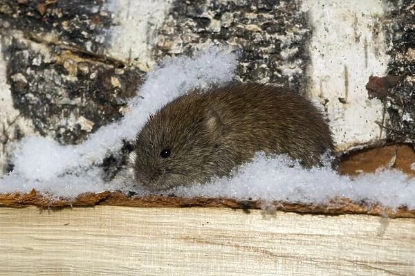 Northern Red-backed Vole - emerges from a hide in wood-store to search for remains of food around wildlife reserve keepers hut - fresh snow on birch-wood - mid-March - Wildlife reserve 'Denezhkin Kamen' - North Ural Mountains