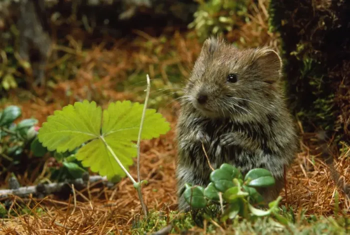 Framed Print : Northern Red-backed Vole - in search of food. Taiga Forest, Hadita near Salehard, North Russia Framed Print : Northern Red-backed Vole - in search of food. Taiga Forest, Hadita near Salehard, North Russia