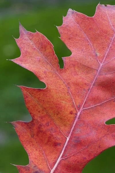 Northern Red  /  Champion Oak - autumn leaf