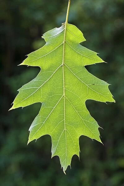 Northern Red Oak  /  Champion Oak Tree - leaf