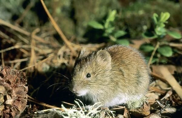 Northern redbacked vole, feeds on Siberian stone pine (Pinus sibirica Mayr) seeds - a cone on the left; Taiga-forest floor near river Negustyah, a tributary of river Bolshoi Ugan, near Ugut settlement; Uganskii Nat. reserve, Siberia, Russia; spring