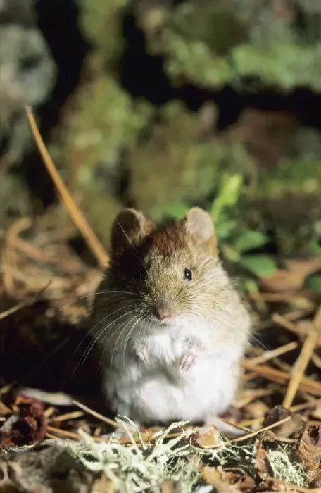 Framed Print : Northern redbacked vole, feeds on taiga-forest floor near river Negustyah, a tributary of river Bolshoi Ugan, near Ugut settlement; Uganskii Nat. reserve, Siberia, Russia; spring