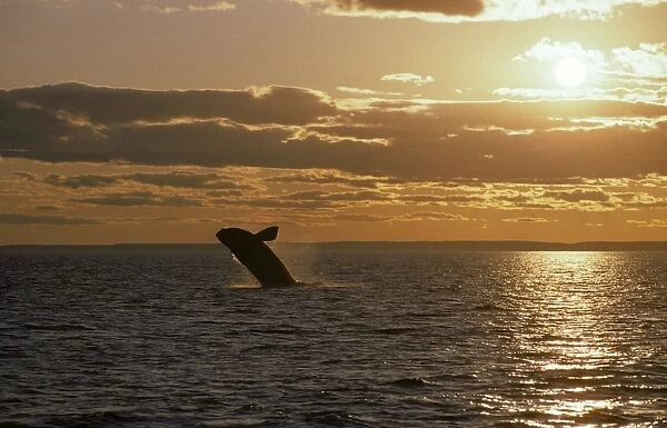 Northern Right whale - Breaching at sunset, off Grand Manan Island. Bay of Fundy, New Brunswick, Canada. CH 354