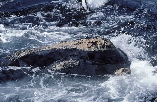 Northern Right whale - Close-up of head. Notes the callosities, patches of hard skin layers which right whales are born with. The location and shape of callosities is slightly different on each individual
