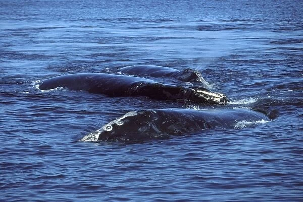 Northern Right whale - Courting group. Bay of Fundy, New Brunswick, Canada