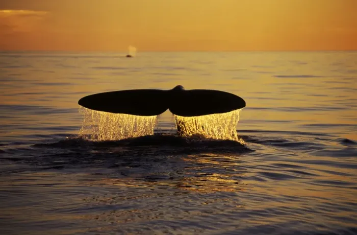 Framed Print : Northern Right whale - Diving; sunset, Bay of Fundy, New Brunswick, Canada CH 570 Framed Print : Northern Right whale - Diving; sunset, Bay of Fundy, New Brunswick, Canada CH 570