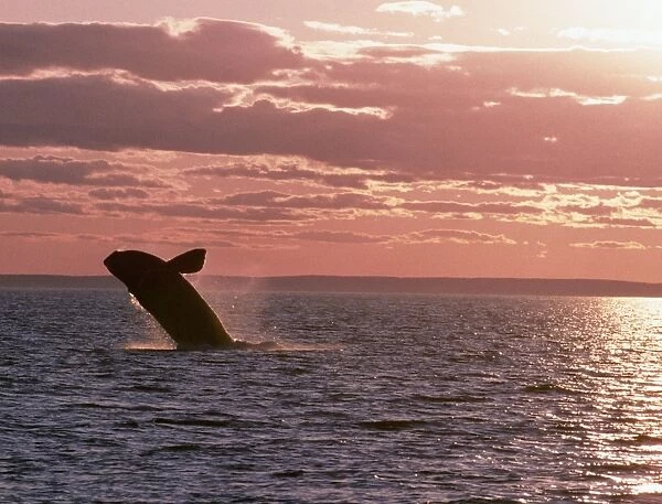 Northern Right Whale - leaping, sunset