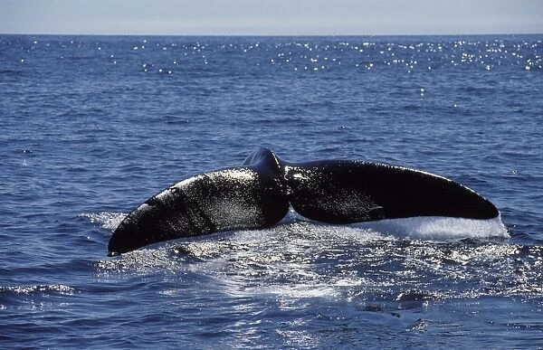 Northern Right whale - Tail (flukes). Bay of Fundy, New Brunswick, Canada CH 862