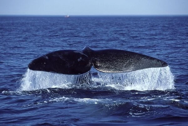 Northern Right whale - Tail (flukes). Bay of Fundy, New Brunswick, Canada