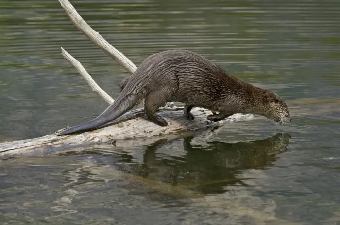 Framed Print : Northern River Otter - diving into lake - Northern Rockies - Montana - Wyoming - Western USA - Summer _D3A5283 Framed Print : Northern River Otter - diving into lake - Northern Rockies - Montana - Wyoming - Western USA - Summer _D3A5283
