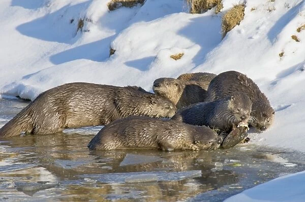 Northern River Otter - family - otter eating cutthroat trout - Winter - Wyoming - Montana - USA _D3A9904