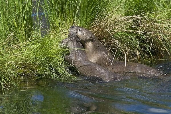Northern River Otter - mother carries young pup with her mouth to grassy log - Northern Rockies - Montana - Wyoming - Western USA - Summer _D3A5330