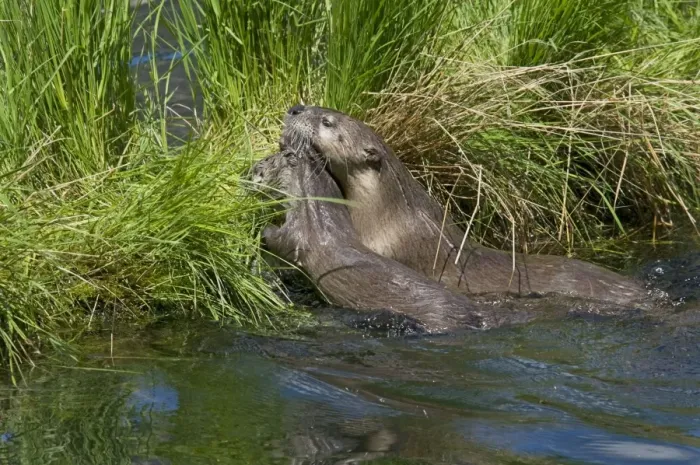 Framed Print : Northern River Otter - mother carries young pup with her mouth to grassy log - Northern Rockies - Montana - Wyoming - Western USA - Summer _D3A5330 Framed Print : Northern River Otter - mother carries young pup with her mouth to grassy log - Northern Rockies - Montana - Wyoming - Western USA - Summer _D3A5330
