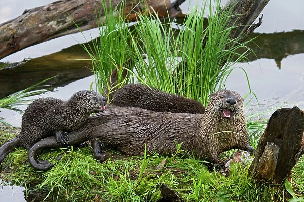 Northern River Otter - mother eating a rainbow trout while her young pups try to snatch a bite (they are still mostly nursing at this stage though certainly interested in the fish)