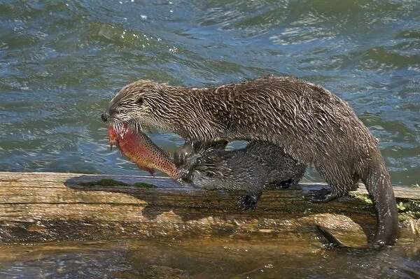 Northern River Otter - mother feeding on cutthroat trout with young pups - (at this stage the pups do not have large enough teeth to kill and eat this trout) - Northern Rockies - Montana - Wyoming - Western USA - Summer _D3A6029