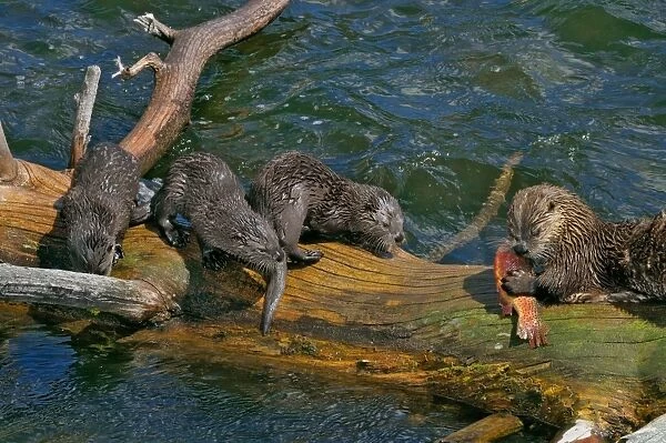 Northern River Otter - mother feeding on cutthroat trout with young pups - (at this stage the pups do not have large enough teeth to kill and eat this trout) - Northern Rockies - Montana - Wyoming - Western USA - Summer _D3A6037 1