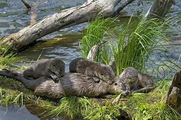 Northern River Otter - mother and pups on grass covered log along the edge of a lake - Northern Rockies - Montana - Wyoming - Western USA - Summer _D3A5650