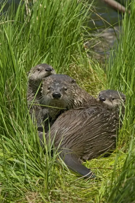 Framed Print : Northern River Otter - mother and pups on grass covered log along the edge of a lake - Northern Rockies - Montana - Wyoming - Western USA - Summer _D3A5802 Framed Print : Northern River Otter - mother and pups on grass covered log along the edge of a lake - Northern Rockies - Montana - Wyoming - Western USA - Summer _D3A5802