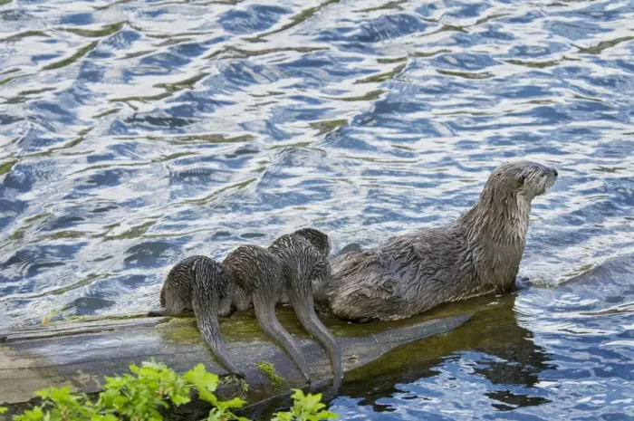 Framed Print : Northern River Otter - mother and pups on log along the edge of a lake - Northern Rockies - Montana - Wyoming - Western USA - Summer _D3A5502