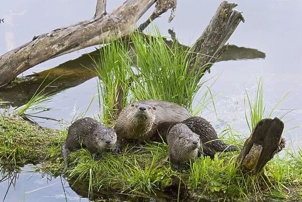 Northern River Otter - mother and pups - Northern Rockies - Montana - Wyoming - Western USA - Summer _D2A2478