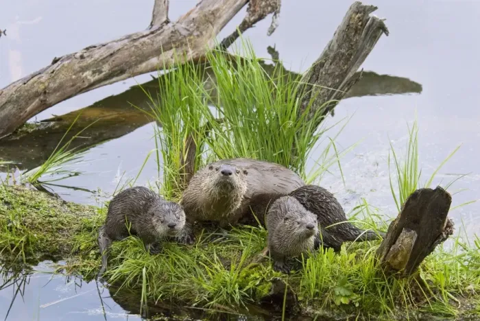 Framed Print : Northern River Otter - mother and pups - Northern Rockies - Montana - Wyoming - Western USA - Summer _D2A2478 Framed Print : Northern River Otter - mother and pups - Northern Rockies - Montana - Wyoming - Western USA - Summer _D2A2478