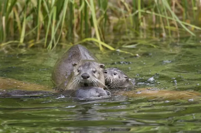 Framed Print : Northern River Otter - mother with two pups in water - Northern Rockies - Montana - Wyoming - Western USA - June _C3D3231 Framed Print : Northern River Otter - mother with two pups in water - Northern Rockies - Montana - Wyoming - Western USA - June _C3D3231