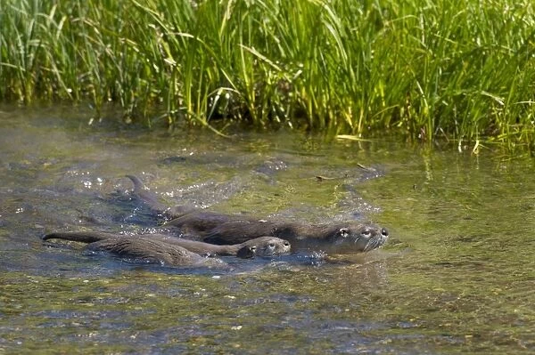 Northern River Otter - mother swimming with young pups - Northern Rockies - Montana - Wyoming - Western USA - Summer _D3A6204