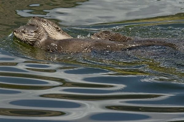 Northern River Otter - mother towing pup with her mouth while swimming to a log - Northern Rockies - Montana - Wyoming - Western USA - Summer _D3A4436