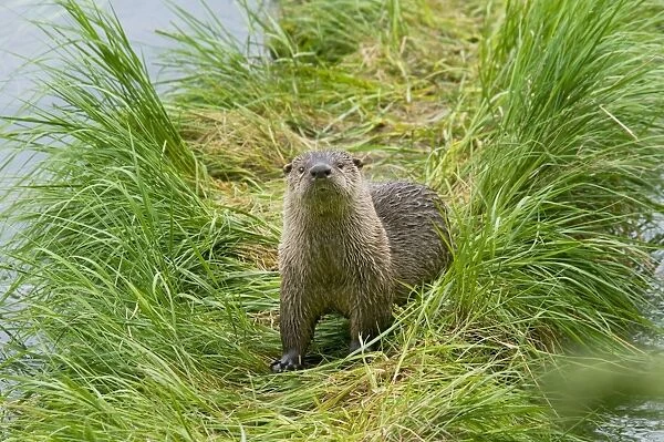 Northern River Otter - Northern Rockies - Montana - Wyoming - Western USA - Summer _D3A5267