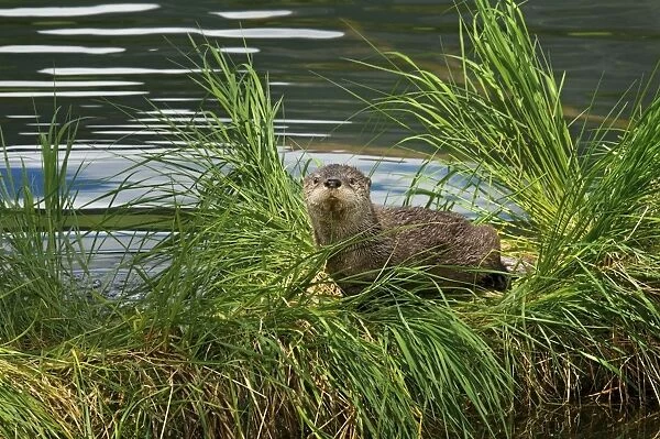 Northern River Otter - pup on grass covered log along the edge of a lake - Northern Rockies - Montana - Wyoming - Western USA - June _D3A5376