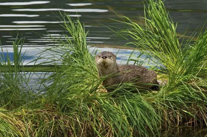 Framed Print : Northern River Otter - pup on grass covered log along the edge of a lake - Northern Rockies - Montana - Wyoming - Western USA - June _D3A5376 Framed Print : Northern River Otter - pup on grass covered log along the edge of a lake - Northern Rockies - Montana - Wyoming - Western USA - June _D3A5376