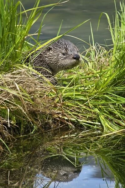 Northern River Otter - pup - Northern Rockies - Montana - Wyoming - Western USA - Summer _D3A4399