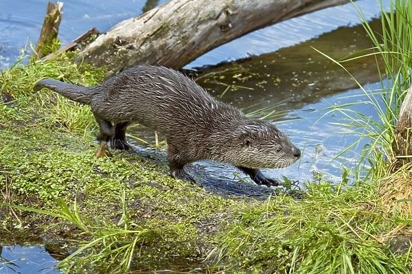 Northern River Otter - pup - Northern Rockies - Montana - Wyoming - Western USA - Summer _D3A4743