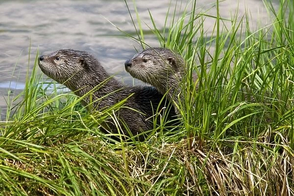 Northern River Otter - pups on grass covered log along the edge of a lake - Northern Rockies - Montana - Wyoming - Western USA - Summer _D3A5080