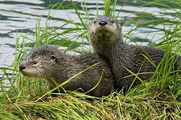 Northern River Otter - pups on grass covered log along the edge of a lake - Northern Rockies - Montana - Wyoming - Western USA - Summer _D3A5388