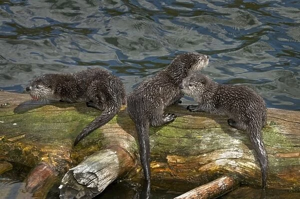 Northern River Otter - pups on log along edge of lake - pup on left has piece of cutthroat trout but just learning to eat fish at this stage of their lives - Northern Rockies - Montana - Wyoming - Western USA - Summer _D3A5992