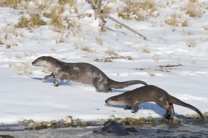 Framed Print : Northern River Otter - running along edge of river on snow - Winter - Wyoming - Montana - USA _D3A9344 Framed Print : Northern River Otter - running along edge of river on snow - Winter - Wyoming - Montana - USA _D3A9344